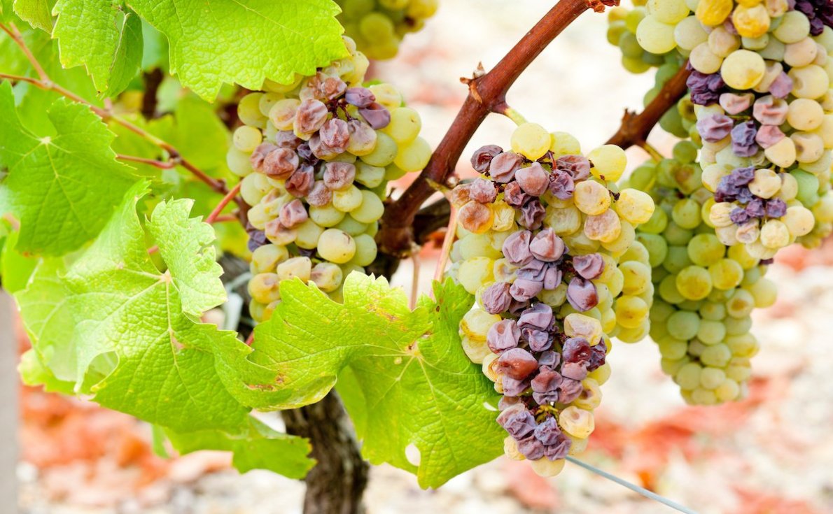 貴腐ワインを仕入れよう！魅力や提供する際のポイント、おすすめ4選を紹介