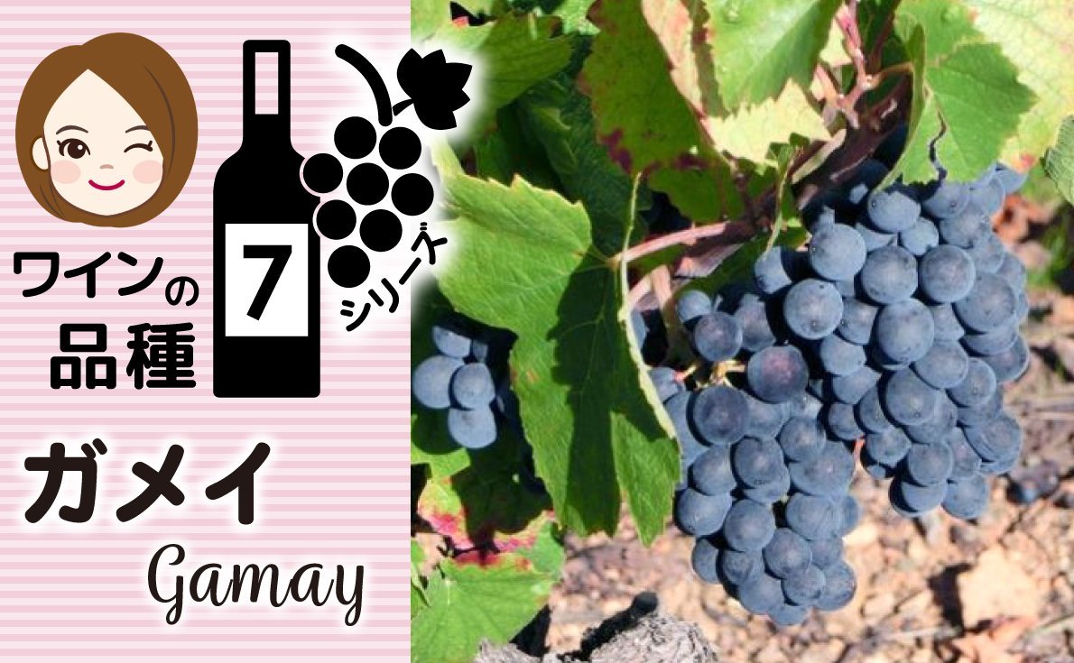 ~ワインのブドウ品種シリーズ Vol.7~【ガメイ】特徴から食事との組み合わせや生産地について紹介