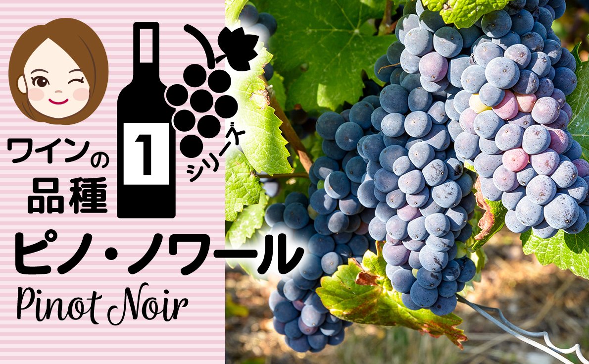 ～ワインのブドウ品種シリーズ Vol.1～【ピノ・ノワール】特徴から食事との組み合わせや生産地について紹介