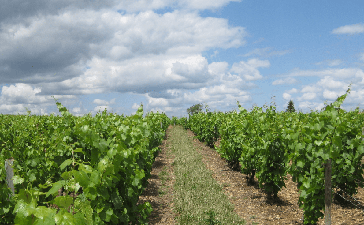 ボージョレの「ヌーヴォー」と「ヴィラージュ ヌーヴォー」の違いを知れば単価アップにつながる理由