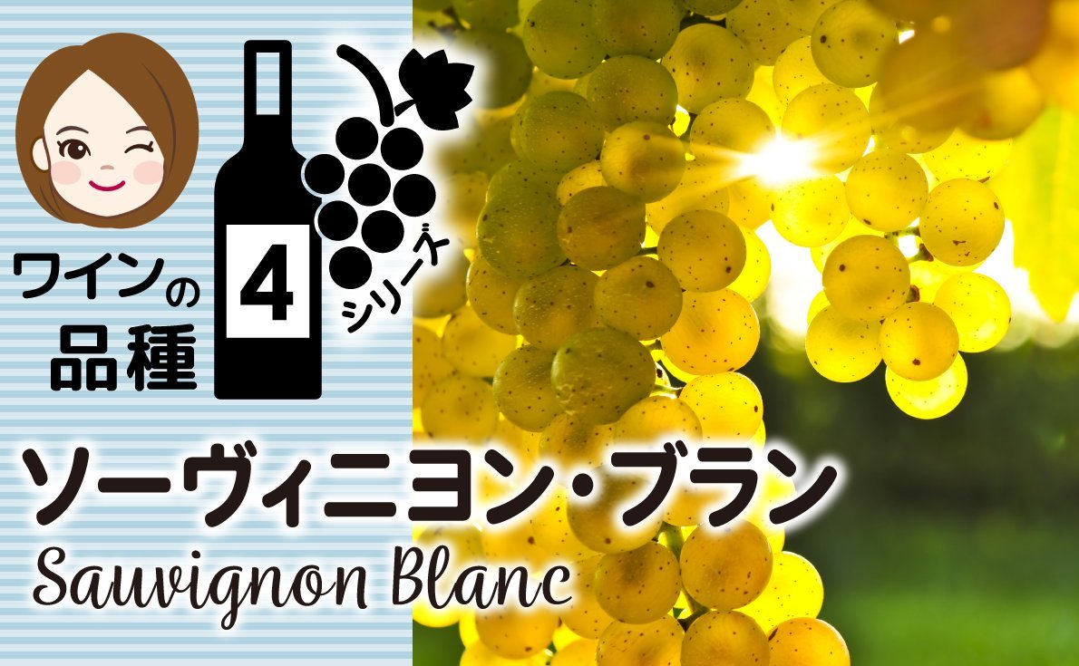 ～ワインのブドウ品種シリーズ Vol.4～【ソーヴィニヨン・ブラン】特徴から食事との組み合わせや生産地について紹介