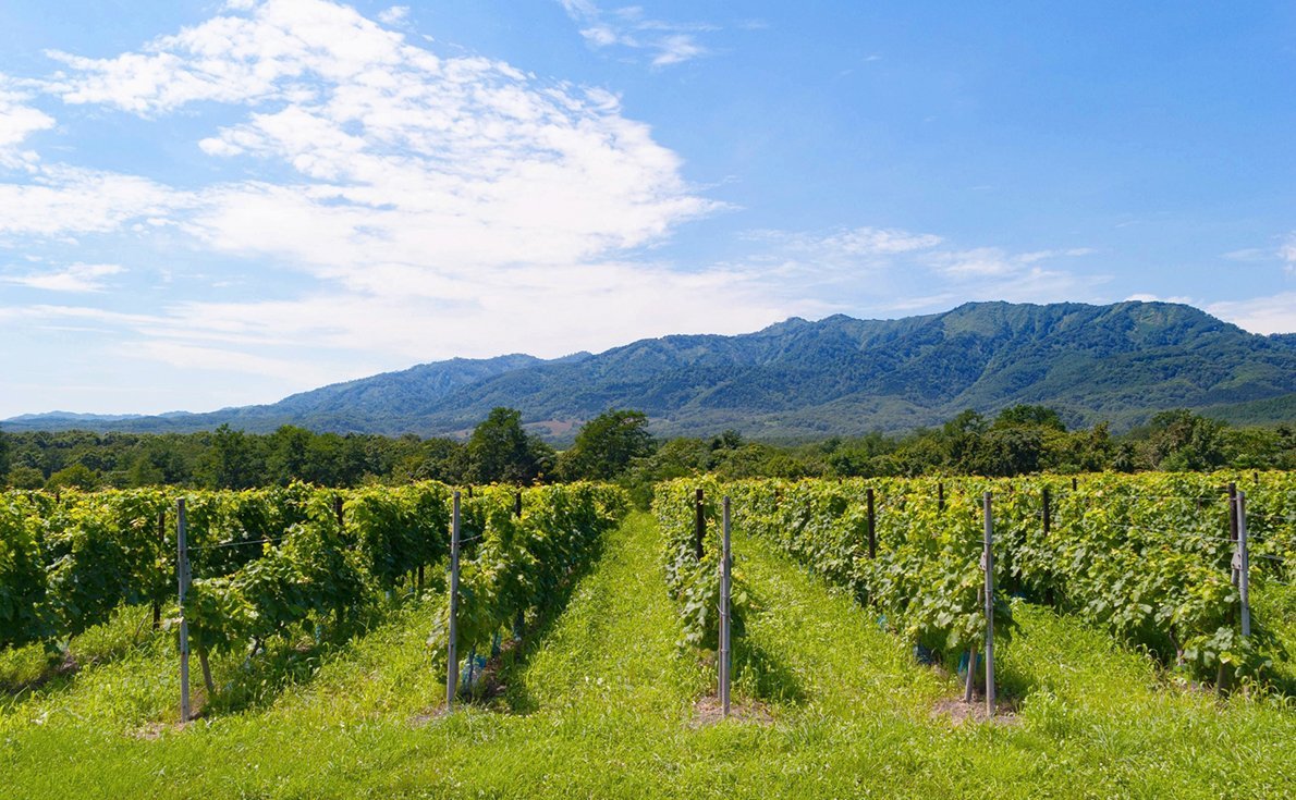 国際的にも評価急上昇！日本ワインの代表的産地の特徴とトレンドを徹底解説〔後編〕