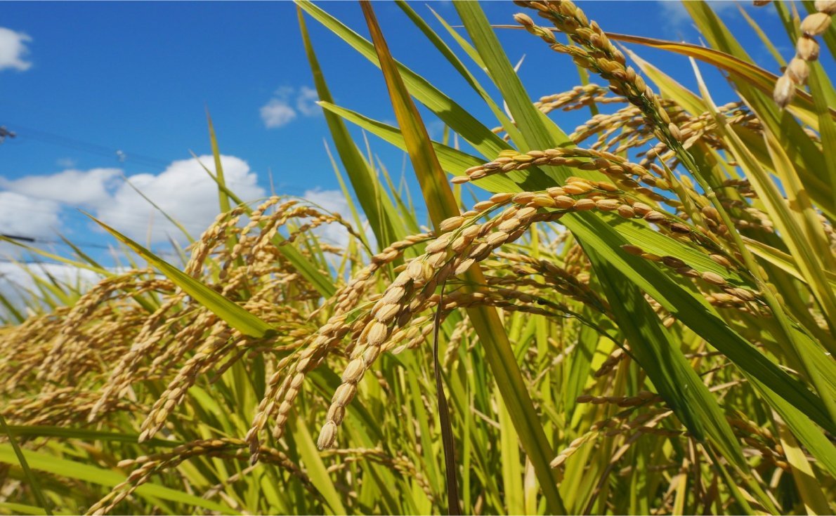 【酒米】酒造好適米とは？代表品種と特徴を理解して日本酒に詳しくなろう